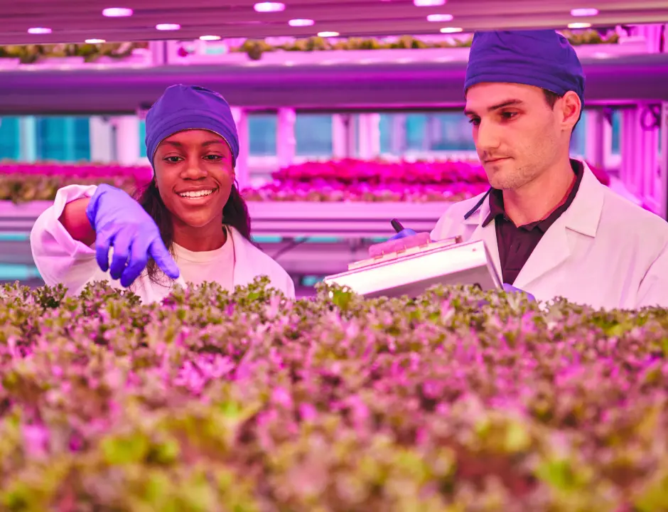 people checking lettuce planting